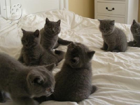 PoulaTo: 6 όμορφες British Shorthair γατάκια έτοιμοι για νέες κατοικίες